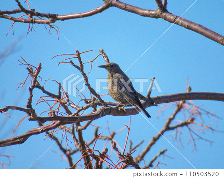 一隻雌性棕斑鵯棲息在樹枝上。 110503520