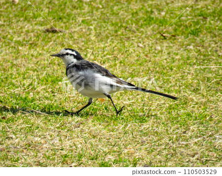 白鶺鴒在地面上行走 110503529
