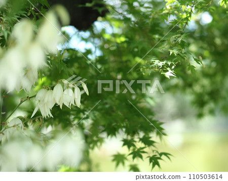 Kimigayoran and maple trees in Matsumoto Castle Park Kimigayoran and maple trees in Matsumoto Castle Park 110503614