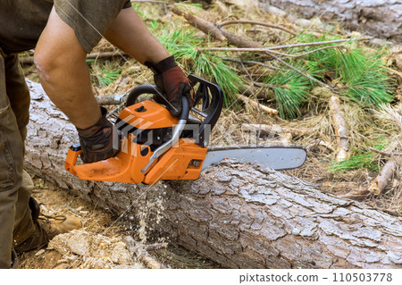 An experienced lumberjack uses chainsaw to cut trees in forest site 110503778