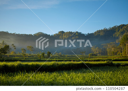 A palm grove with mountains in the background in the smoke at sunset on a tropical island. A palm grove with mountains in the background in the smoke at sunset on a tropical island. 110504287