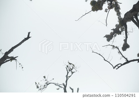 Mystical atmosphere in a destroyed forest on a volcano after an ash eruption. The dead jungle with bare tree trunks and palm trees on the mountain is covered with clouds or fog. 110504291