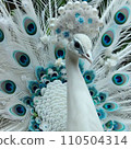 White Peacock 2 110504314