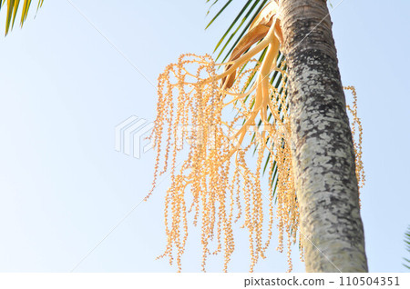Normanbya normanbyi, Wodyetia bifurcata AK Irvine or Foxtail palm or ARECACEAE or PALMAE or seed of betel palm or betel nut and sky Normanbya normanbyi, Wodyetia bifurcata AK Irvine or Foxtail palm or ARECACEAE or PALMAE or seed of betel palm or betel nut and sky 110504351
