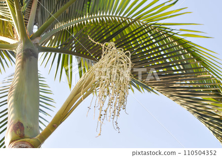 Normanbya normanbyi, Wodyetia bifurcata AK Irvine or Foxtail palm or ARECACEAE or PALMAE or seed of betel palm or betel nut and sky 110504352