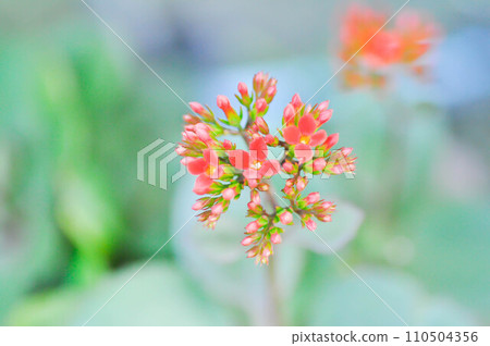 Kalanchoe blossfeldiana Poelln, Kalanchoe blossfeldiana or Flaming Katy or Kalanchoe or CRASSULACEAE Kalanchoe blossfeldiana Poelln, Kalanchoe blossfeldiana or Flaming Katy or Kalanchoe or CRASSULACEAE 110504356