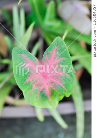 Caladium, Caladium Bicolor Vent or Caladium bicolor Caladium, Caladium Bicolor Vent or Caladium bicolor 110504357