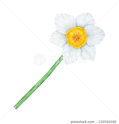 Narcissus, watercolor illustration of daffodils. Hand drawn watercolor painting of a fragrant spring garden flower. White and yellow botanical clip art for greeting, wedding, Easter, Mothers day print 110504380