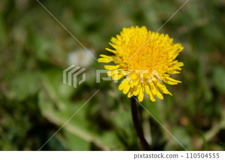 Beautiful yellow dandelion - on green grass background 110504555