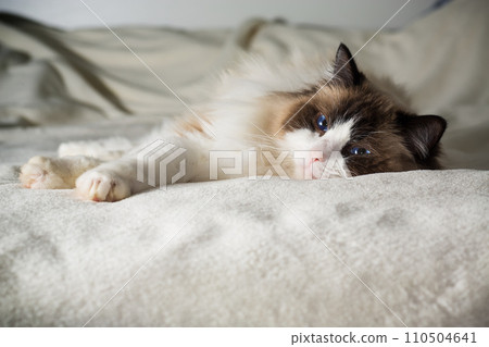 Beautiful young white purebred Ragdoll cat 110504641