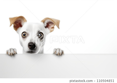 Surprised dog with big eyes looking from behind a white frame 110504851