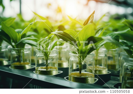 Plant research, green plant in a glass jar in a laboratory. Ecological breeding and plant development. 110505058