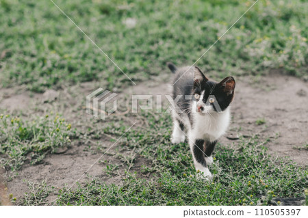 Black white cat walk in vivid green grass on a spring day in a village 110505397