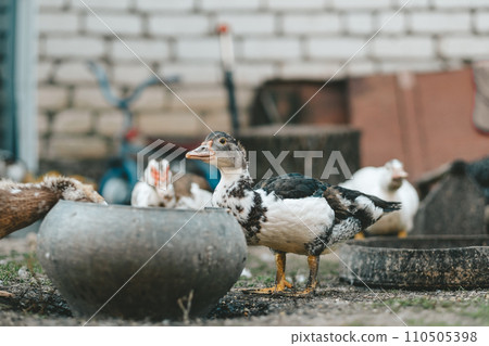 Rural animal Indian ducks walking and eating in the backyard from an iron pot 110505398