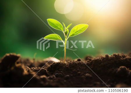 Young growing plant grow up from ground in garden. 110506190