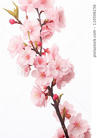 Pink cherry blossom on white background, isolated Sakura tree branch Pink cherry blossom on white background, isolated Sakura tree branch 110506256