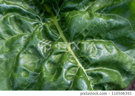 Green juicy leaf of fodder beet close-up. Green juicy leaf of fodder beet close-up. 110506391