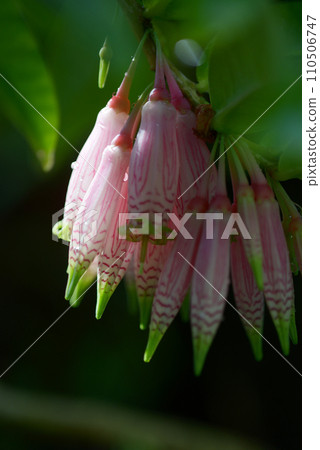 大花百合花 大花百合花 110506747