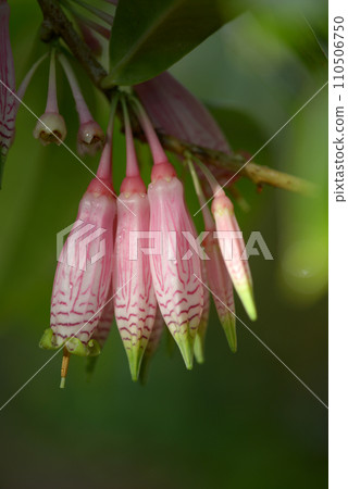 大花百合花 大花百合花 110506750