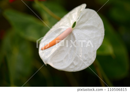 白掌 白掌 110506815