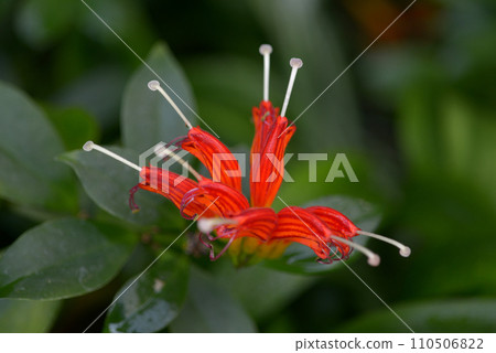 Esquinantus 110506822