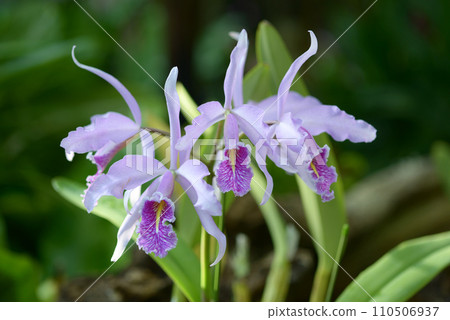 Cattleya Maxima 110506937