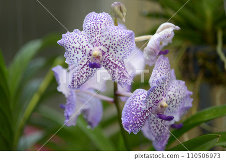 熊貓蘭花 熊貓蘭花 110506973