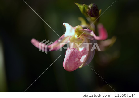 Phragmipedium orchid flower Phragmipedium orchid flower 110507114