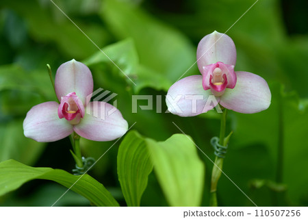 licaste orchid flower 110507256