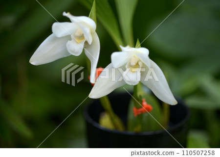 Licamellicaste Orion Orchid Flower 110507258
