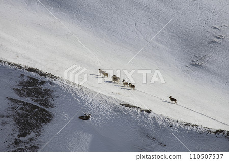 Wild mountain argali sheep climb the snowy slope of the mountain. Wild mountain argali sheep climb the snowy slope of the mountain. 110507537