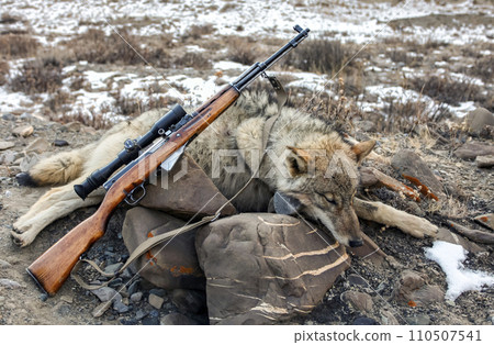 Problematic aggressive gray wolf and small arms with optics on rocks in the mountains after shooting. Problematic aggressive gray wolf and small arms with optics on rocks in the mountains after shooting. 110507541