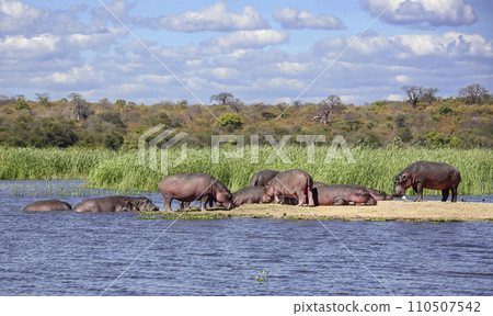 Herd of hippos of different ages and genders is resting and digesting food on sandy island. Herd of hippos of different ages and genders is resting and digesting food on sandy island. 110507542