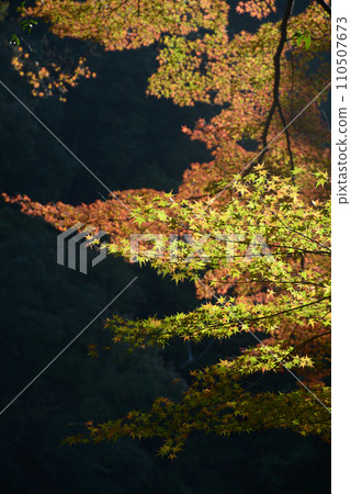 秋天的高雄，秋葉，京都市右京區 110507673