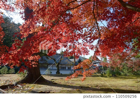 京都市左京區南禪寺院內的秋葉 京都市左京區南禪寺院內的秋葉 110509256