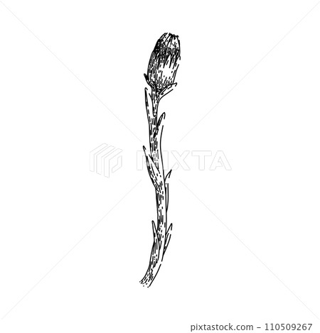honey coltsfoot sketch hand drawn vector honey coltsfoot sketch hand drawn vector 110509267