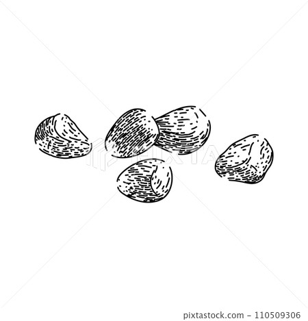 fresh pomegranate sketch hand drawn vector 110509306