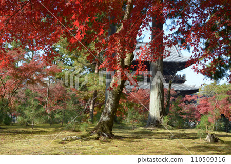 京都市左京區南禪寺院內的秋葉 京都市左京區南禪寺院內的秋葉 110509316