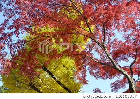 Autumn leaves of Nanzenji temple grounds, Sakyo Ward, Kyoto City 110509317