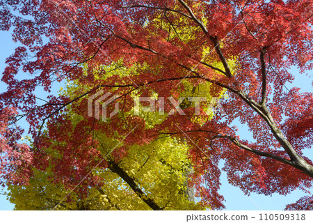 Autumn leaves of Nanzenji temple grounds, Sakyo Ward, Kyoto City Autumn leaves of Nanzenji temple grounds, Sakyo Ward, Kyoto City 110509318