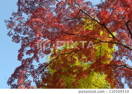 Autumn leaves of Nanzenji temple grounds, Sakyo Ward, Kyoto City 110509319