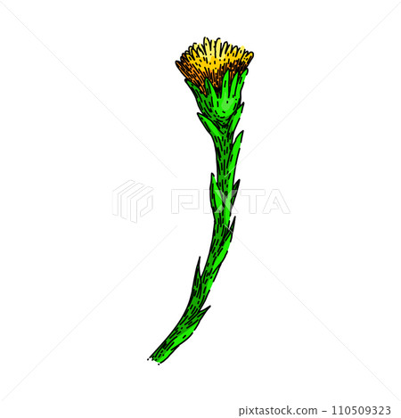 flower coltsfoot sketch hand drawn vector flower coltsfoot sketch hand drawn vector 110509323
