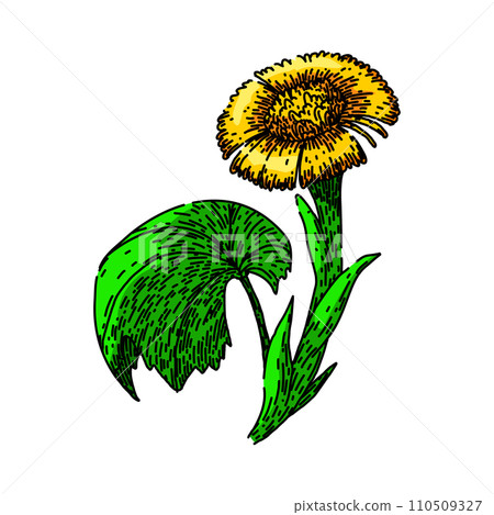 tussilago coltsfoot sketch hand drawn vector tussilago coltsfoot sketch hand drawn vector 110509327
