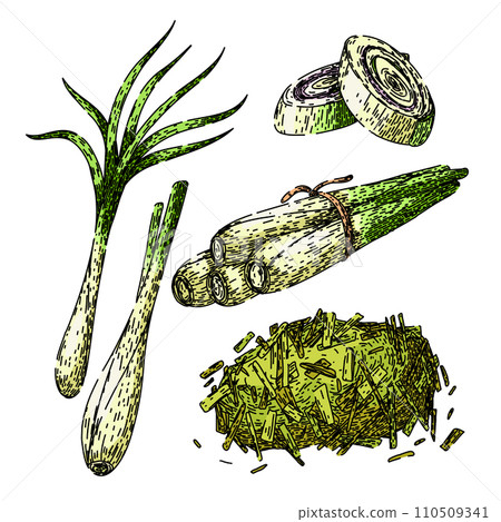 lemongrass set sketch hand drawn vector 110509341