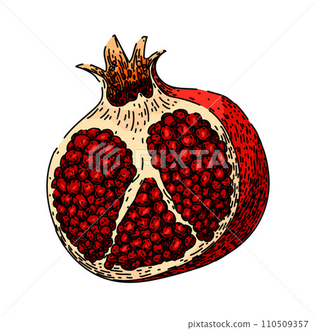 fruit pomegranate sketch hand drawn vector fruit pomegranate sketch hand drawn vector 110509357