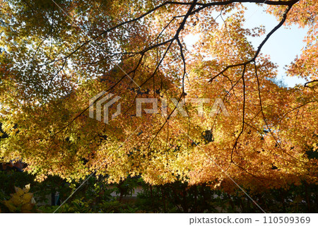 Autumn leaves of Nanzenji temple grounds, Sakyo Ward, Kyoto City 110509369