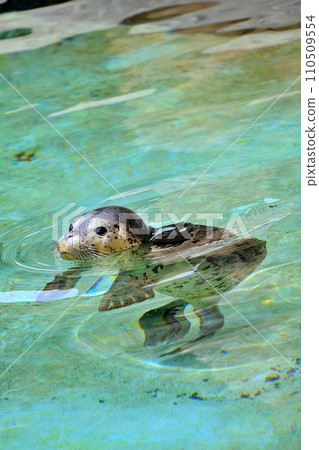 旭山動物園展出從知床救出的斑海豹寶寶 110509554
