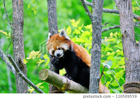 Red panda at Asahiyama Zoo (Asahikawa City, Hokkaido) Red panda at Asahiyama Zoo (Asahikawa City, Hokkaido) 110509559