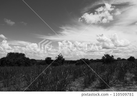 Summer clouds, sky and sugar cane fields in Sao Paulo state, Brazil 110509781