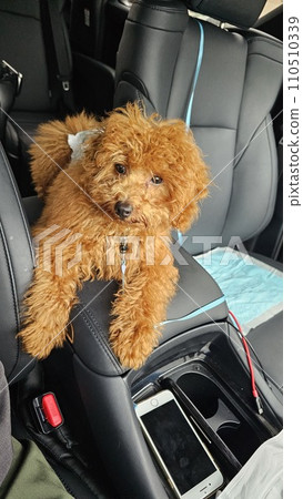 玩具貴賓犬 110510339
